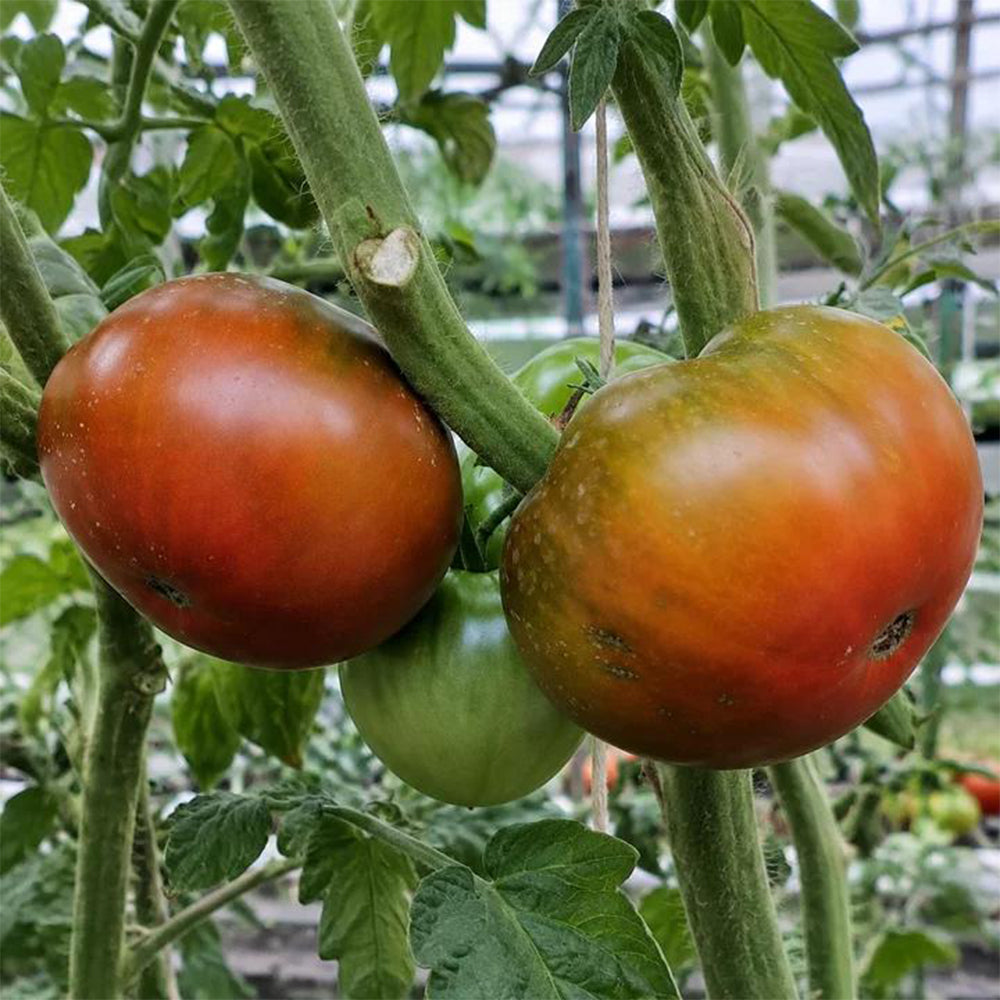 385 Copper Pipe Tomato