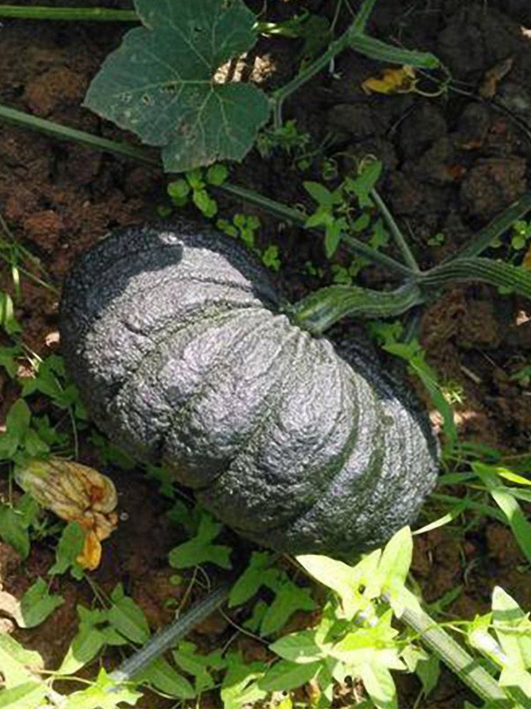 Honey Black No.2 Pumpkin