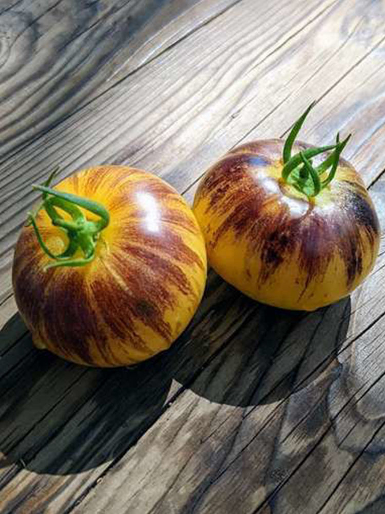 "Rebel Starfighter Kayleigh Anne" Tomatoes
