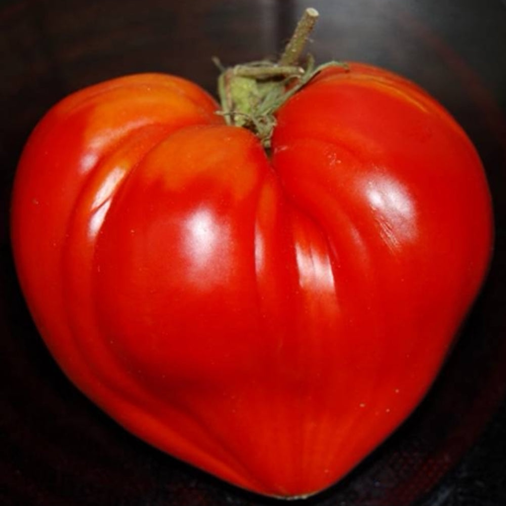 28 Teton de Venus Tomato