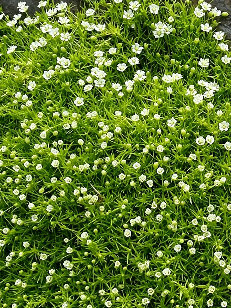 Irish Moss