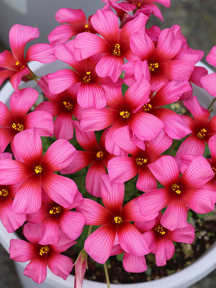 Oxalis 'Gothic Girl'