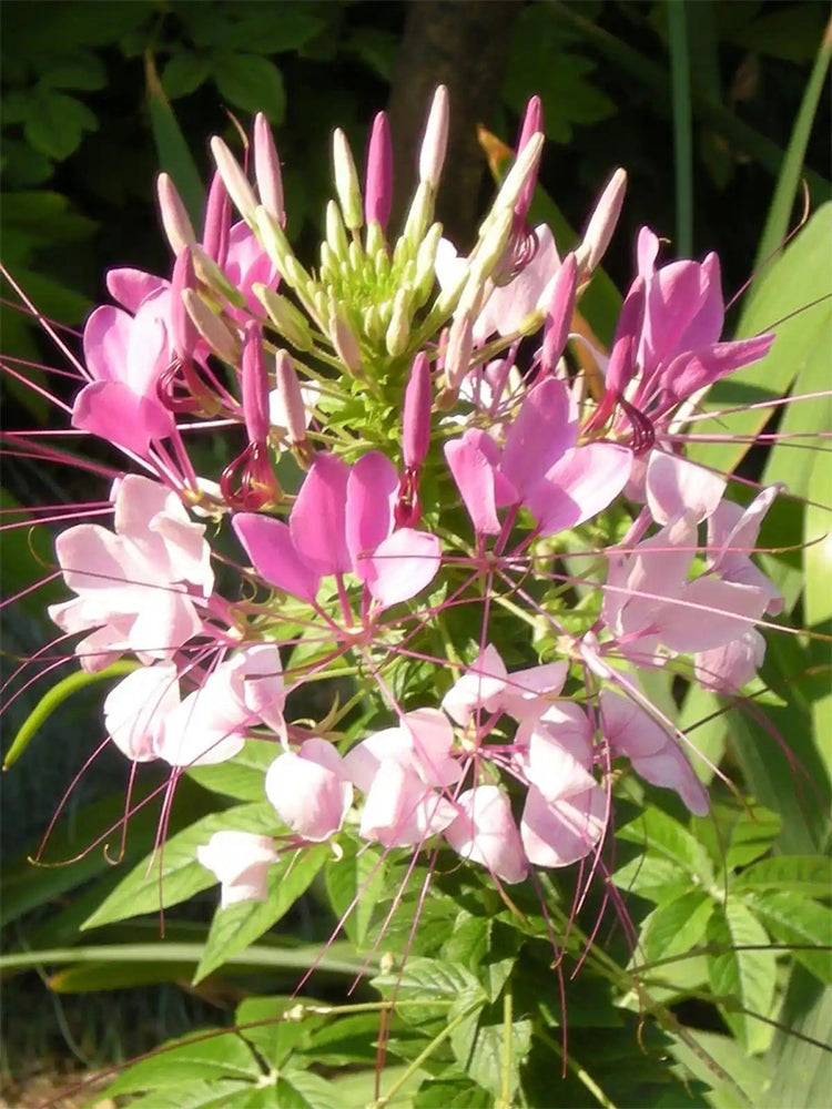 Pink Spider Flowers (Cleome houtteana)