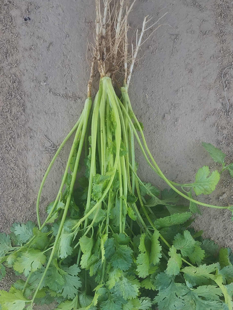 Farmhouse Large-leaf Cilantro