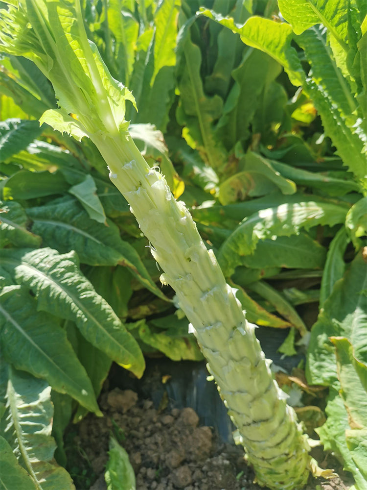 Double-tip Stem Lettuce