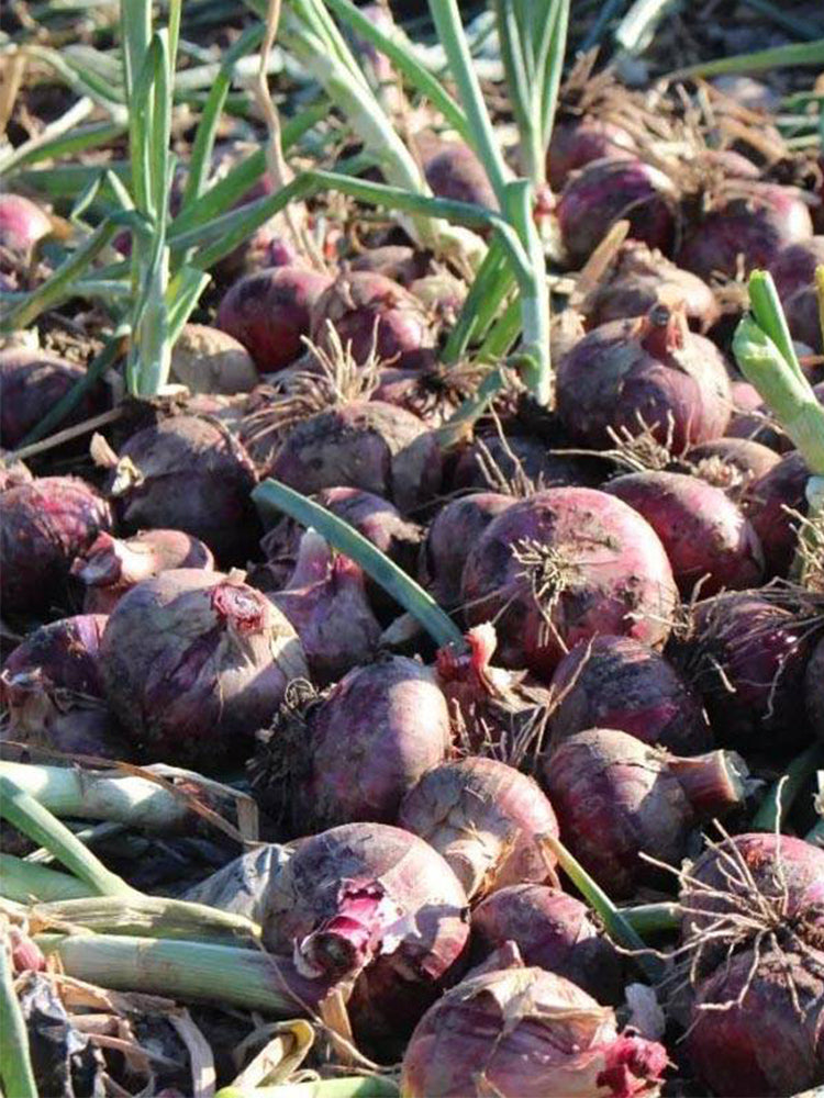 Royal Amethyst' Purple Onions (Allium cepa L.)