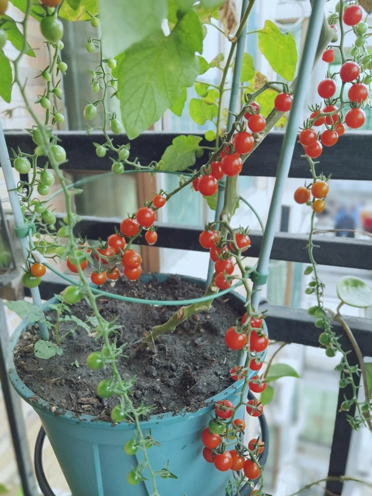 Red Currant Tomato