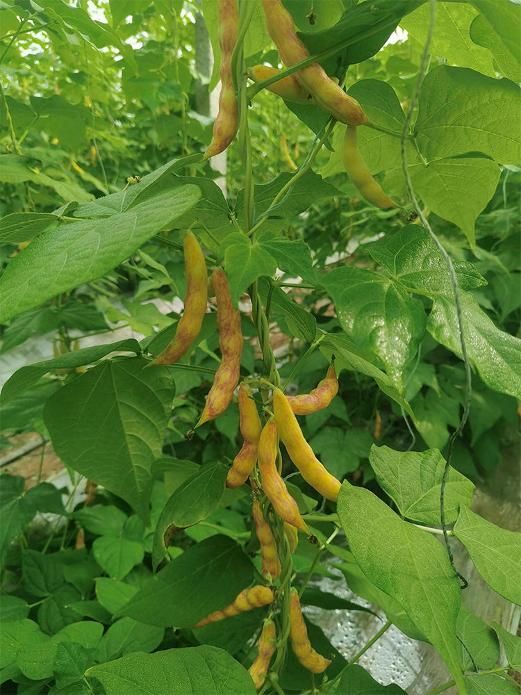 Dayu Red Golden Hook Snap Bean