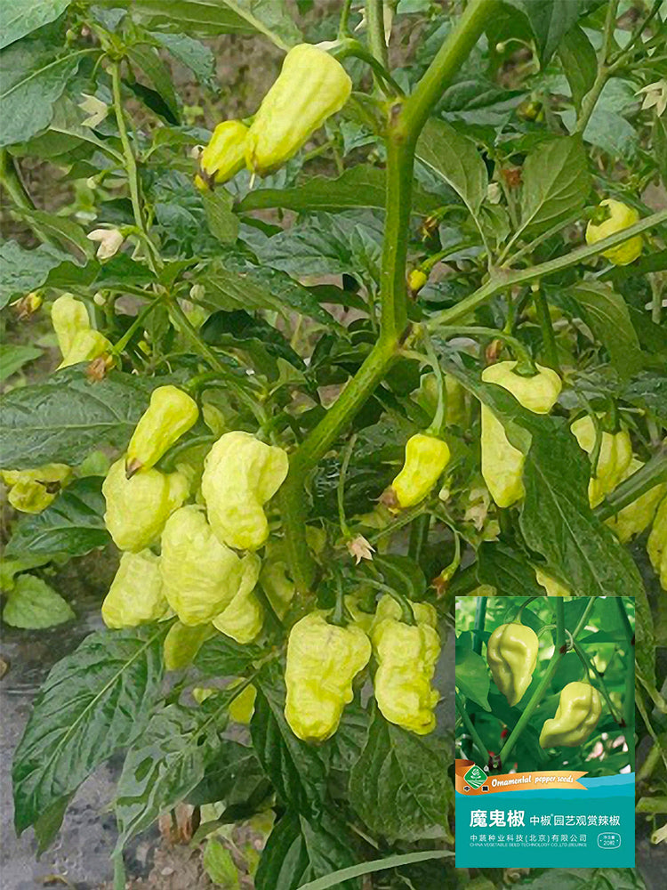 Ghost Pepper