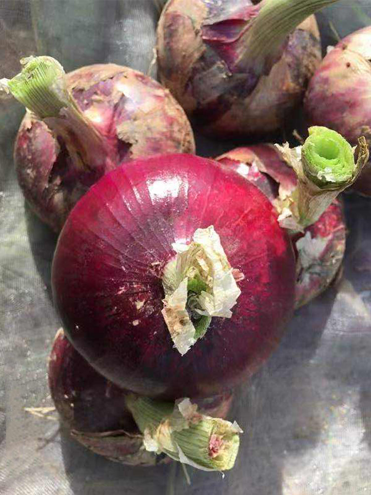 Imperial Ruby' Red Onions (Allium cepa L.)