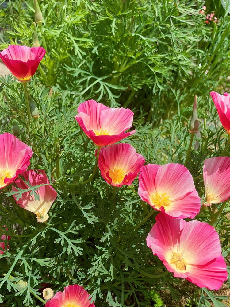 Mixed Colour California Poppy