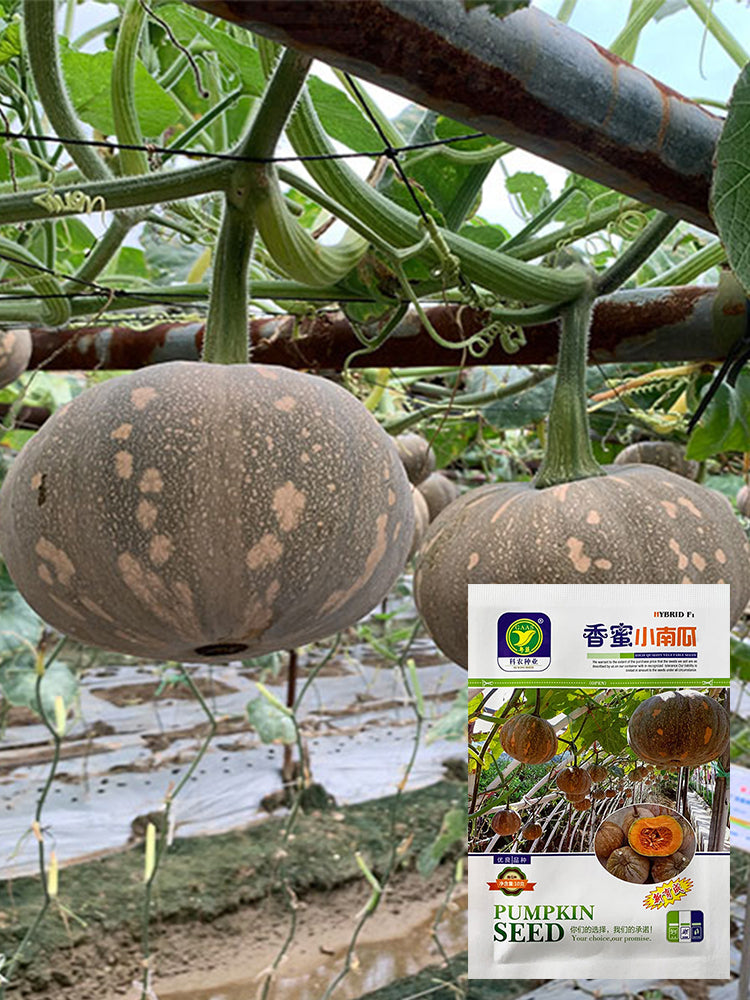 Xiangmi Small Pumpkins