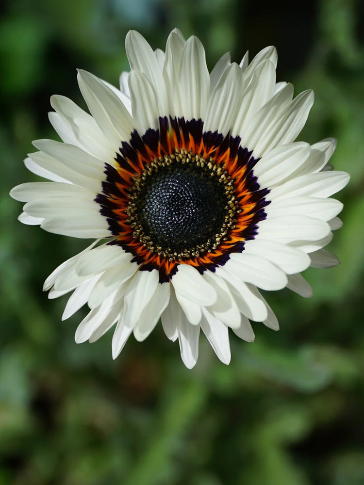 Double White Cape Daisy