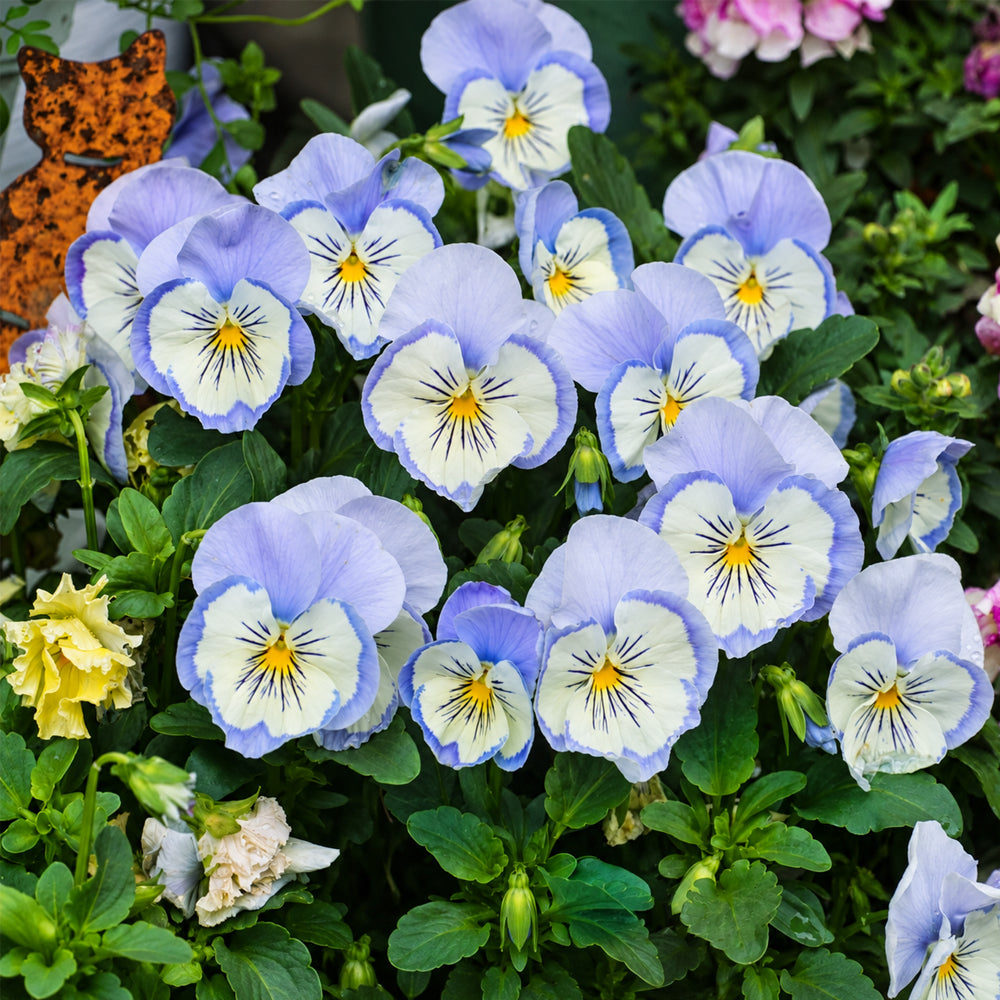 U2336 Cats Plus Marina F1 Pansy