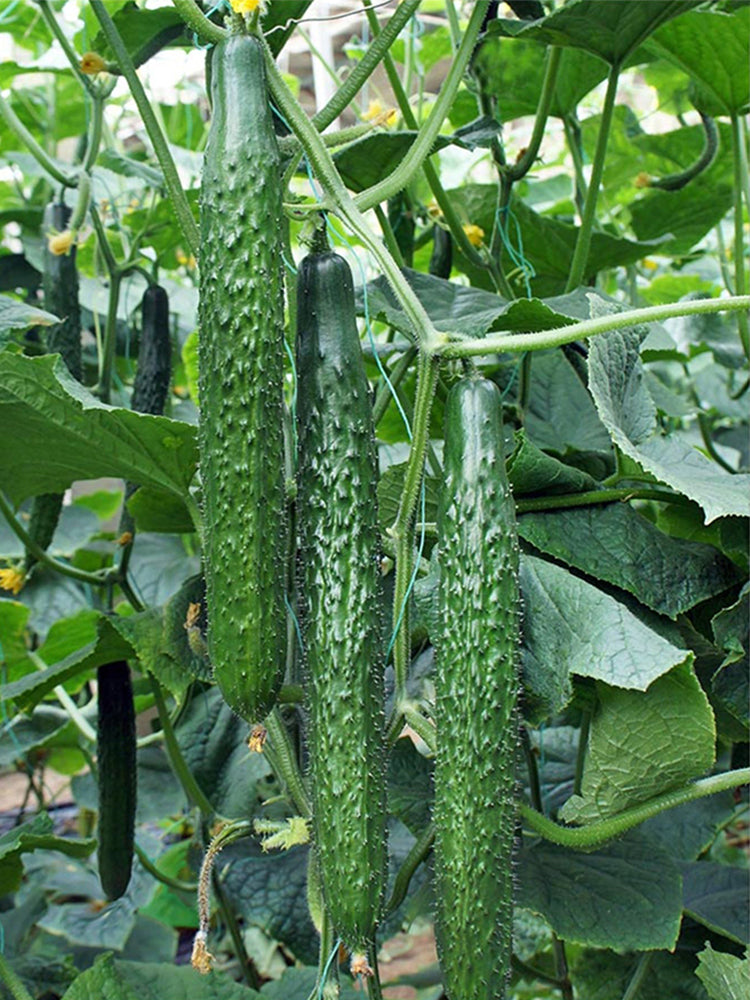 'Holland 35' Cold-Tolerant Cucumbers