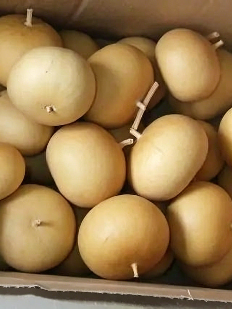 Small Apple Gourd