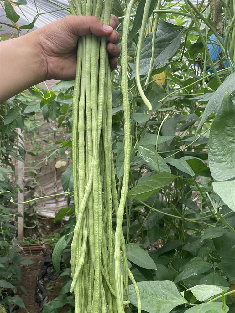 'Zhangtang King' Yardlong Bean