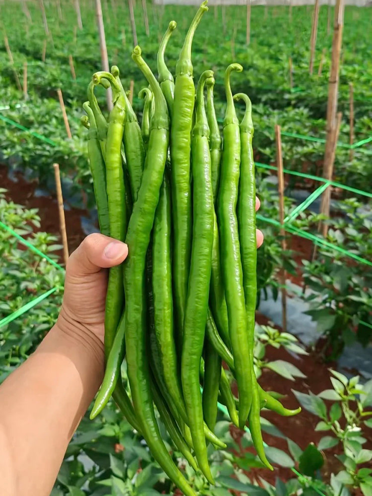 Spicy Red Line Pepper