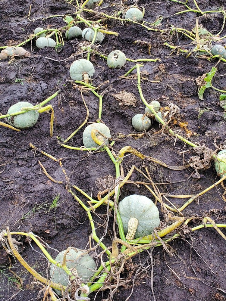 Large White Flat-Seeded Pumpkin