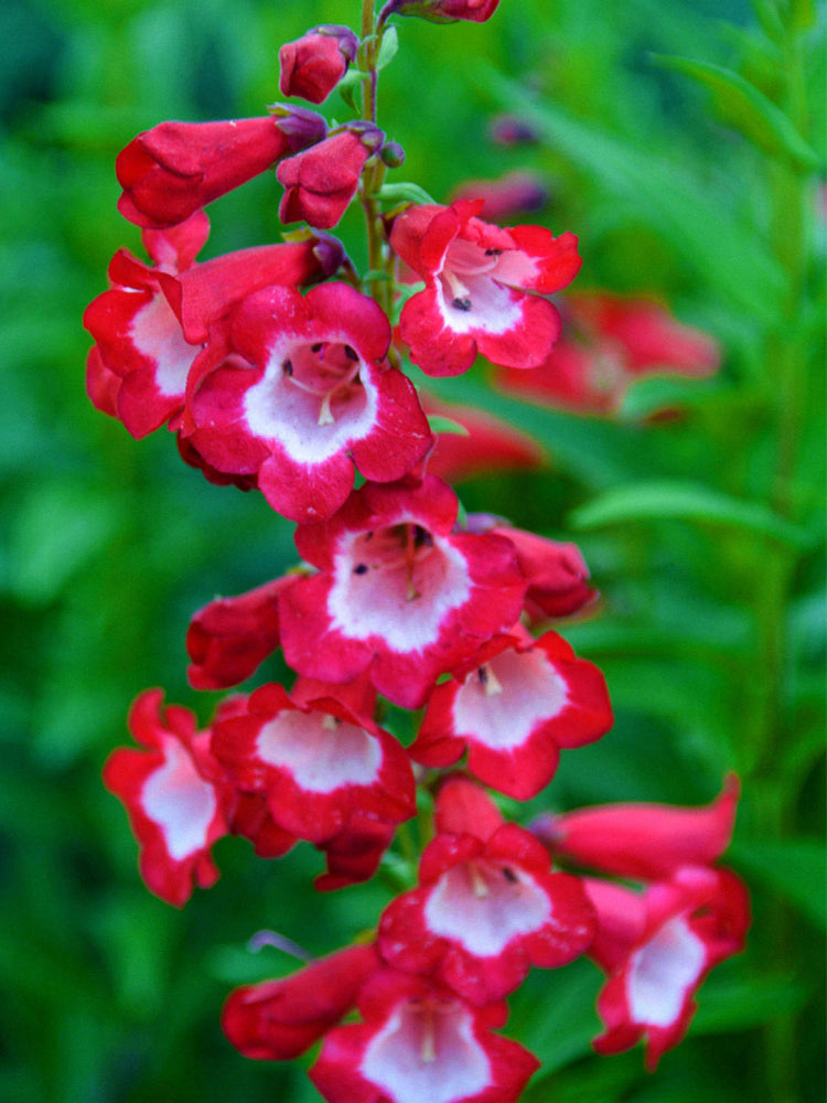Hybrid Beardtongue (Penstemon hybridus)