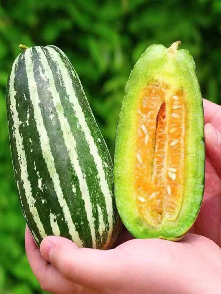 Feitian No.9 Hybrid Sweet Melons