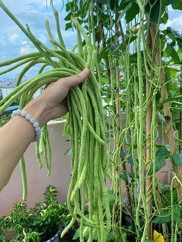 Black Eyebrow No.1 Cowpea