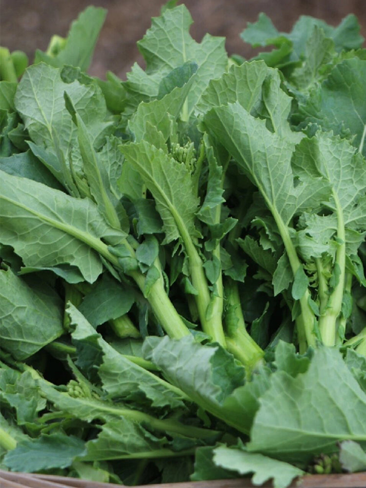Lvyou No.12 Youcaitai (Chinese Flowering Cabbage)