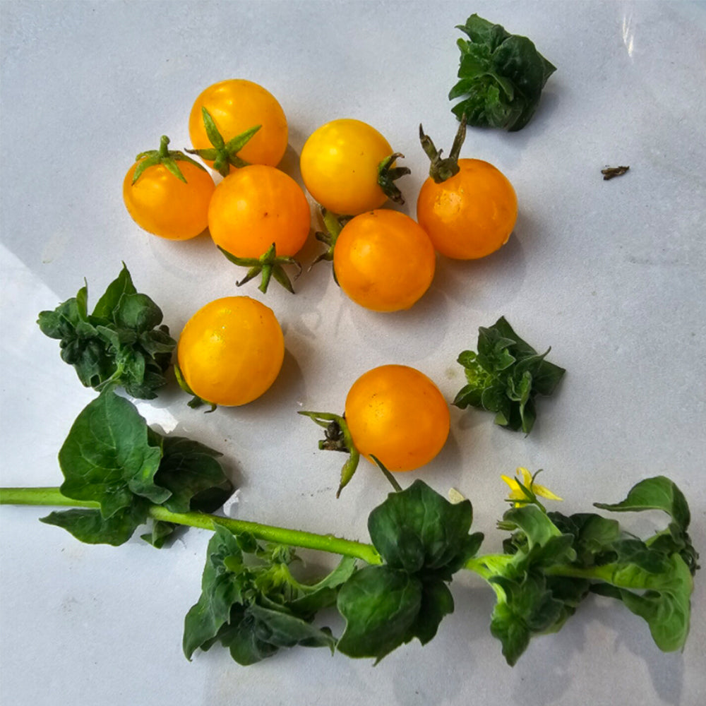 719 Yellow Drumstick Tomato