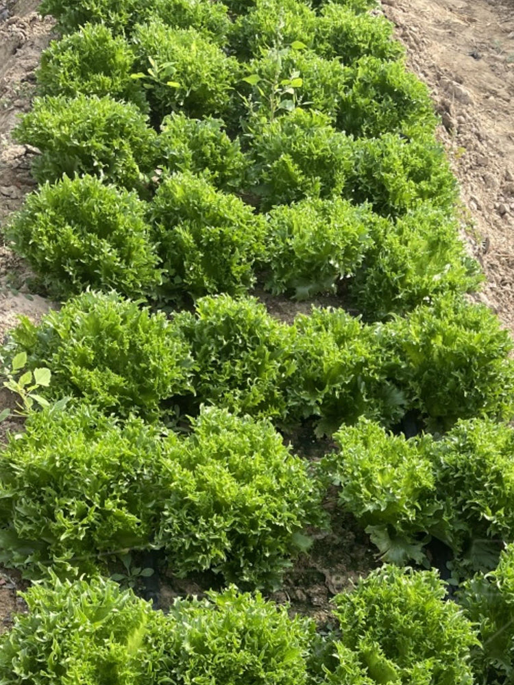 Chrysanthemum Salad Lettuce