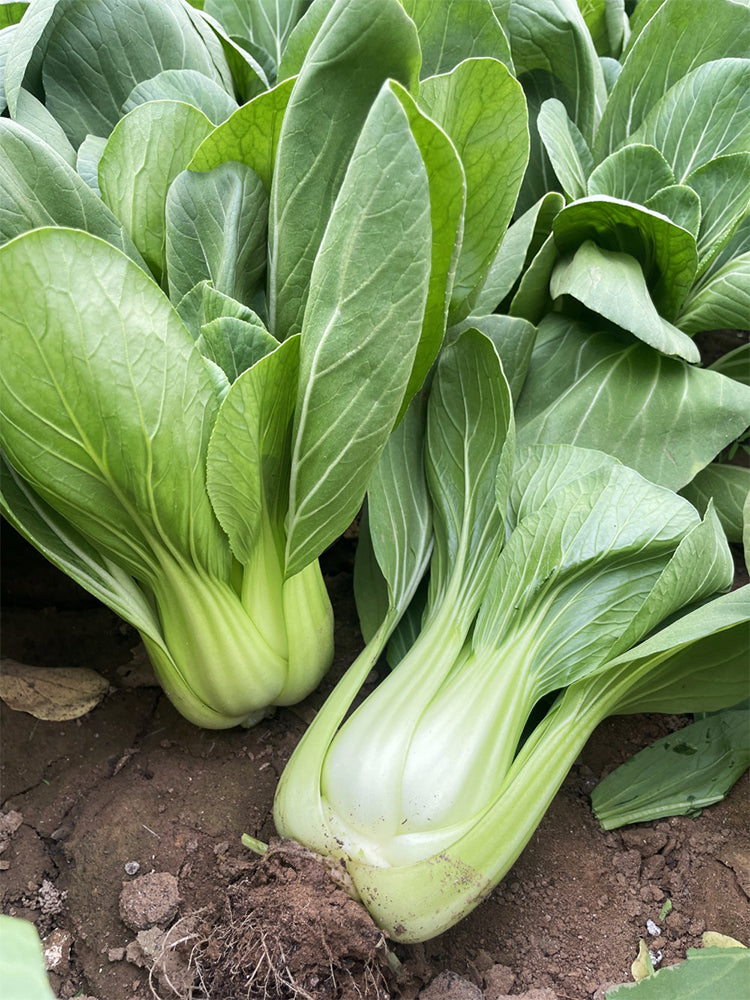'Hezhiyuan' Shanghai Bok Choy
