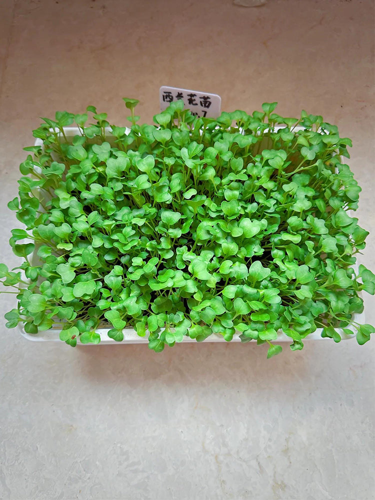 Broccoli Sprouting