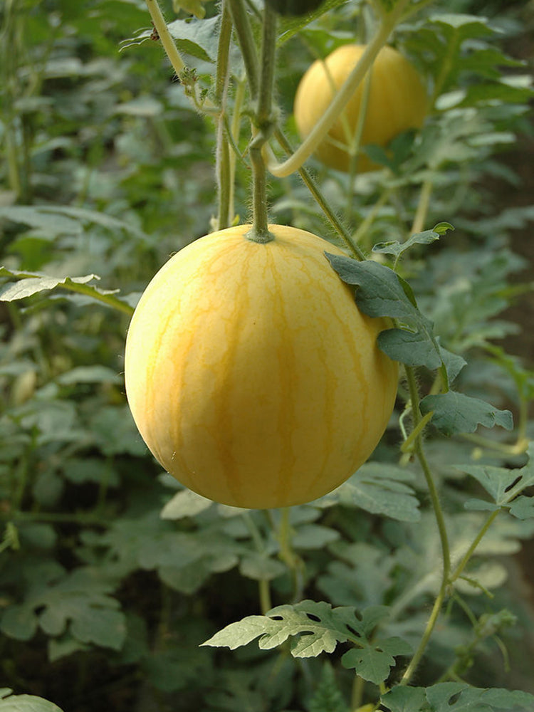 'Jinling 03 Golden' Round Watermelon
