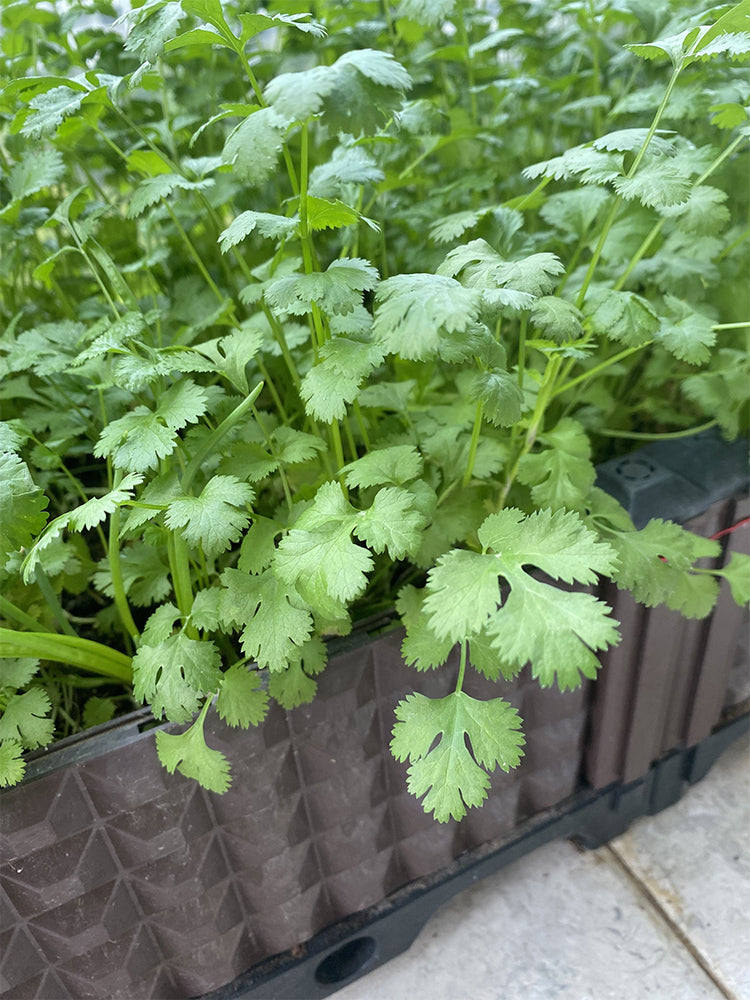 Evergreen Iron Stem Cilantro