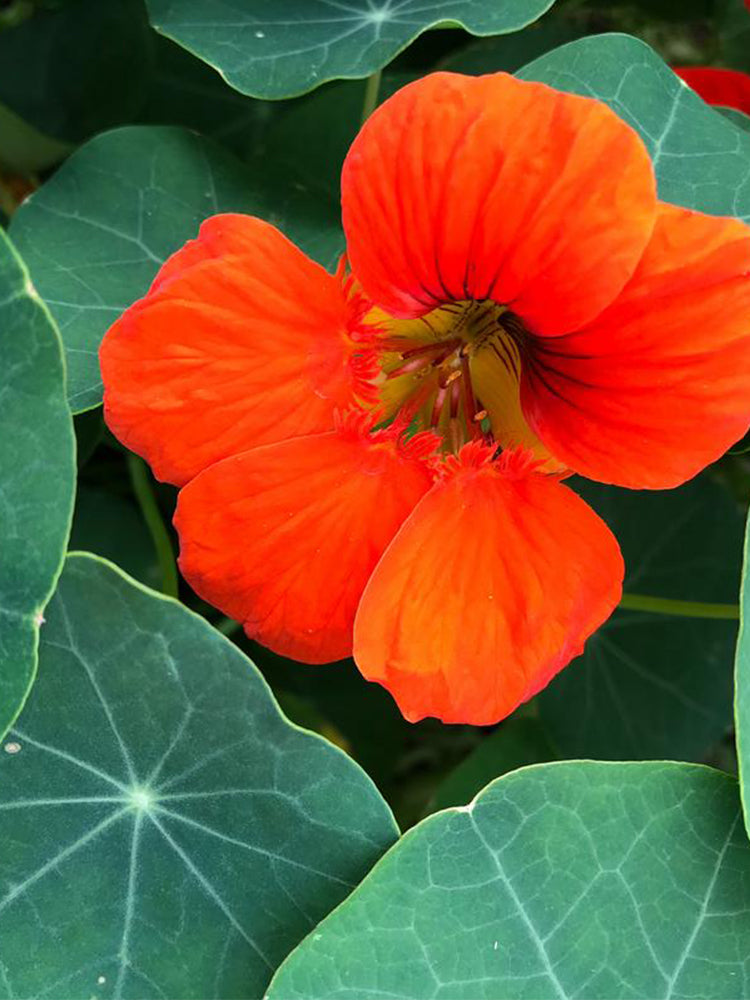 Royal Scarlet' Red Nasturtium (Tropaeolum majus)