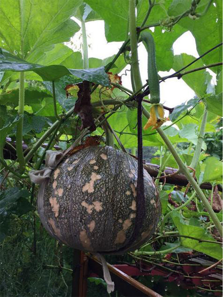 Mibei 308 Pumpkins