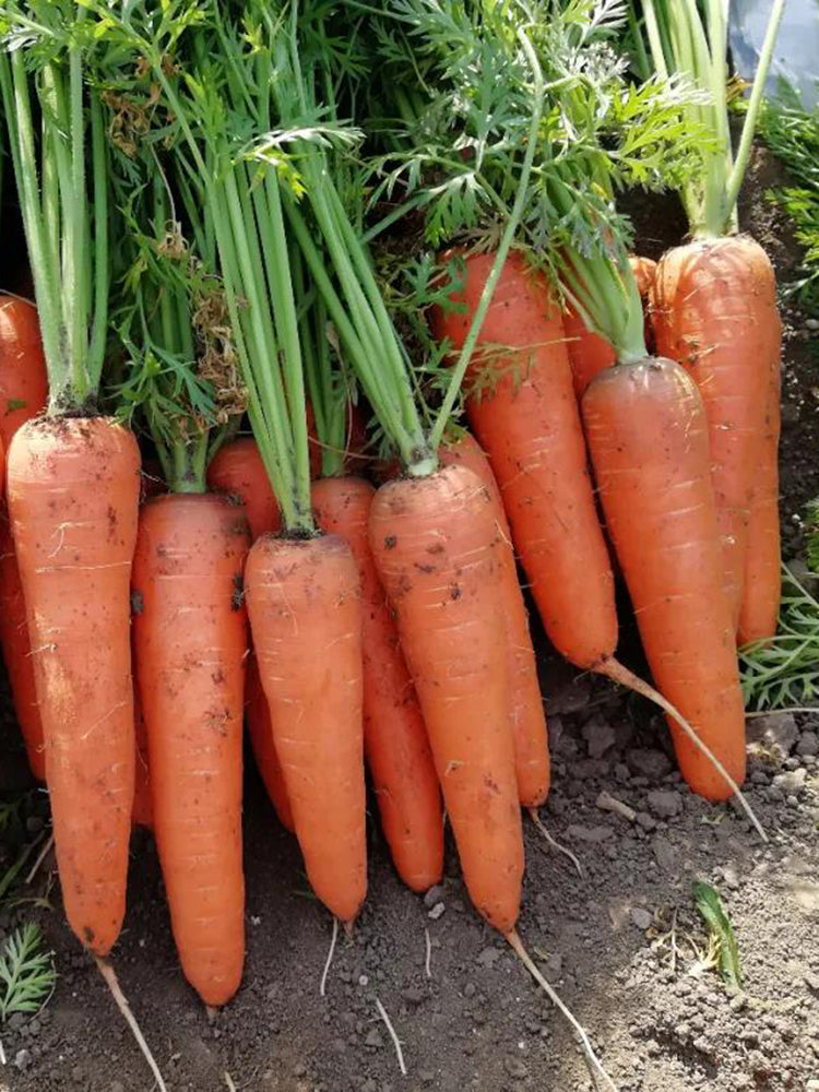 'H1182 F1' Carrot