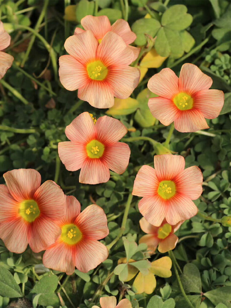 Oxalis obtusa 'Crayon'