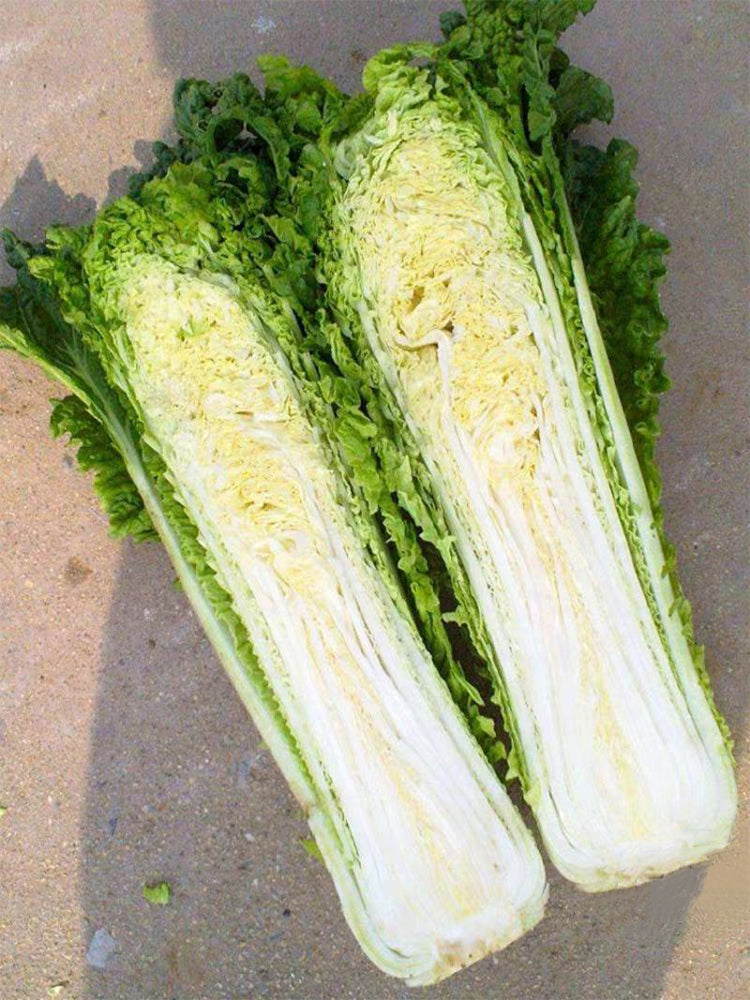 'Cuiqing No.8' Chinese Cabbage