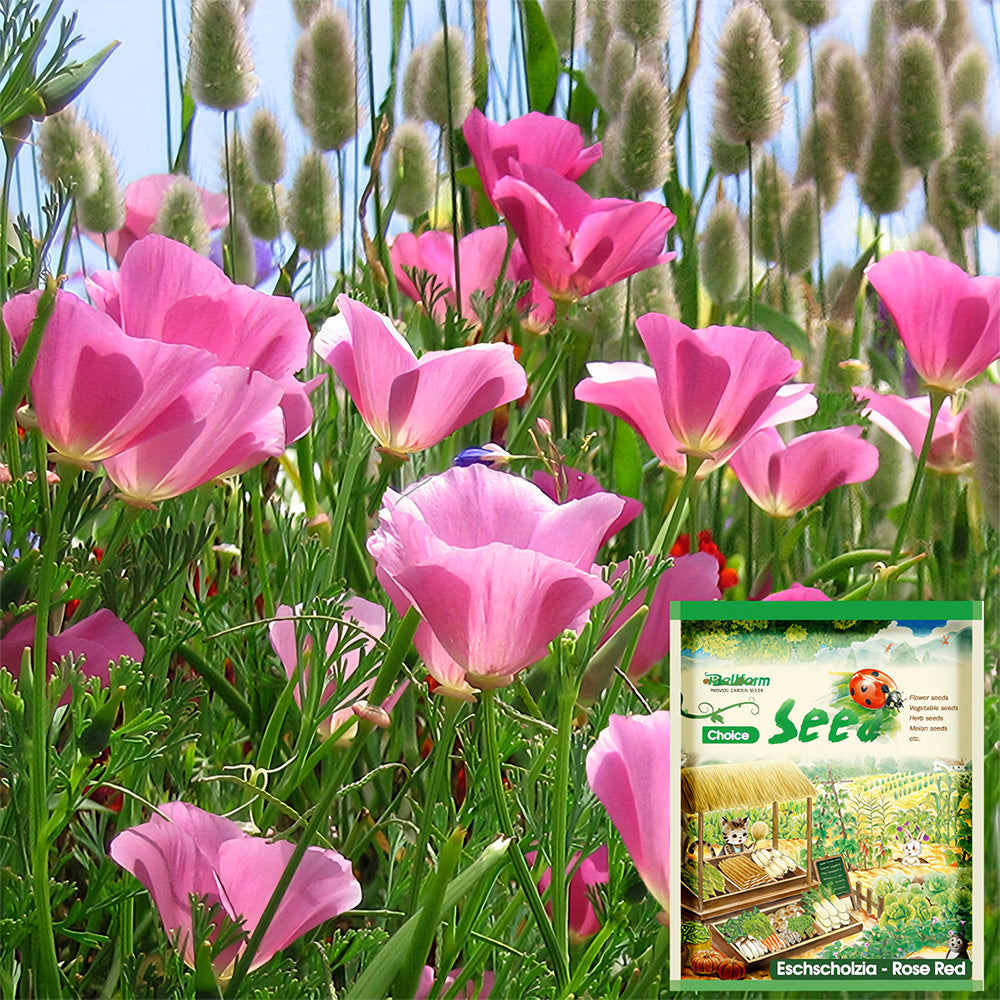 Bellfarm® Eschscholzia californica Seeds