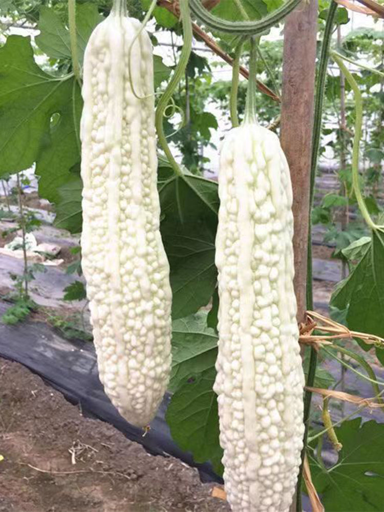 White Jade Bitter Gourds