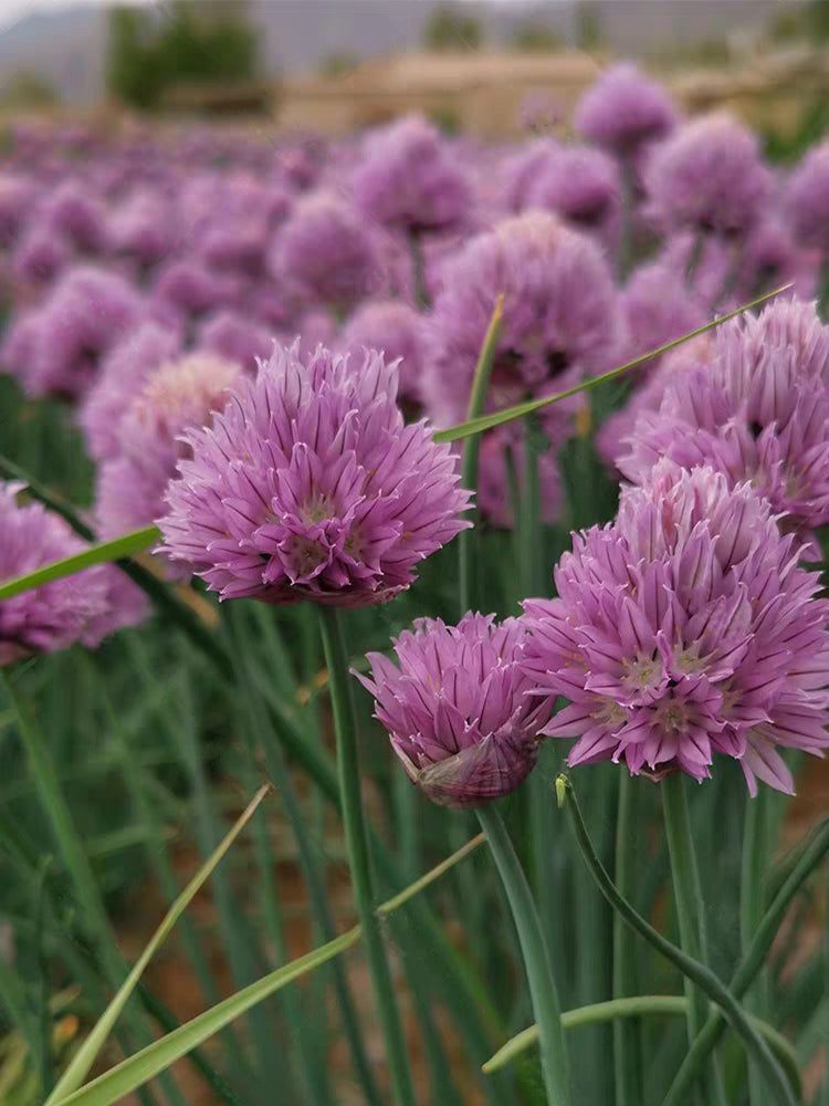 Allium schoenoprasum