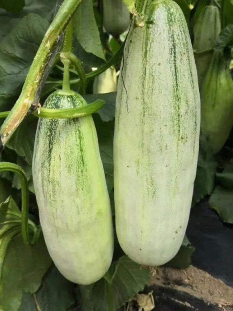 Flying 72 Sweet Melon F1 Hybrid