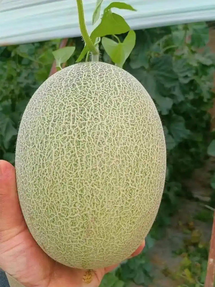 Hami Melons