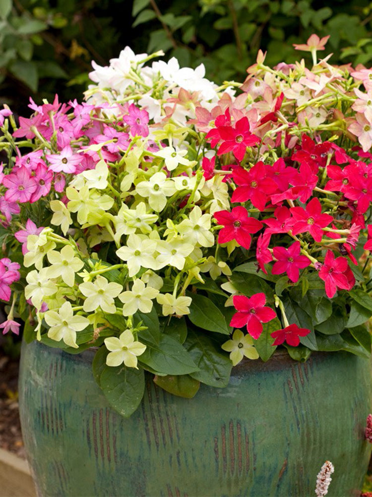 Flowering Tobacco (Nicotiana alata)