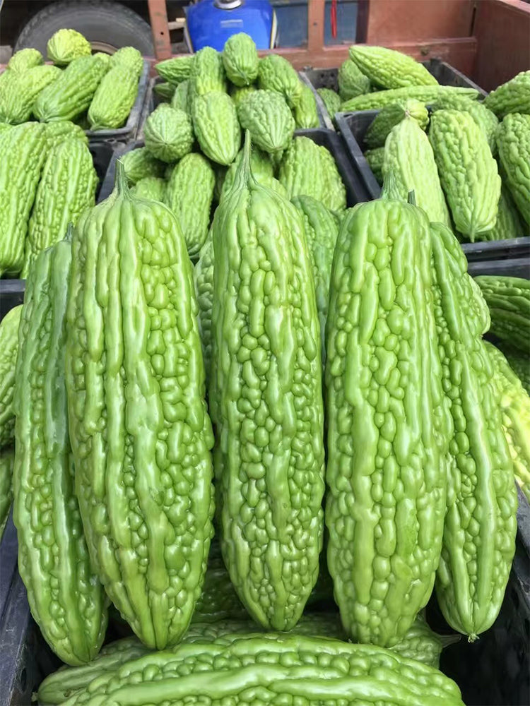 'Jiemei No.6' Bitter Gourd
