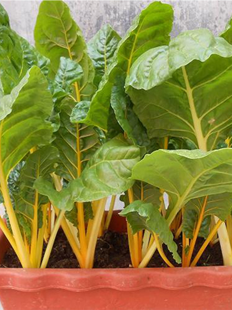 Jiayuan Golden Chard