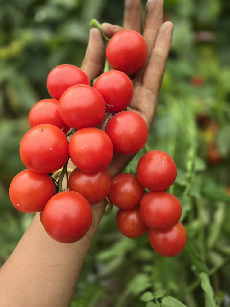 Minusinsk Red Cherry Tomato