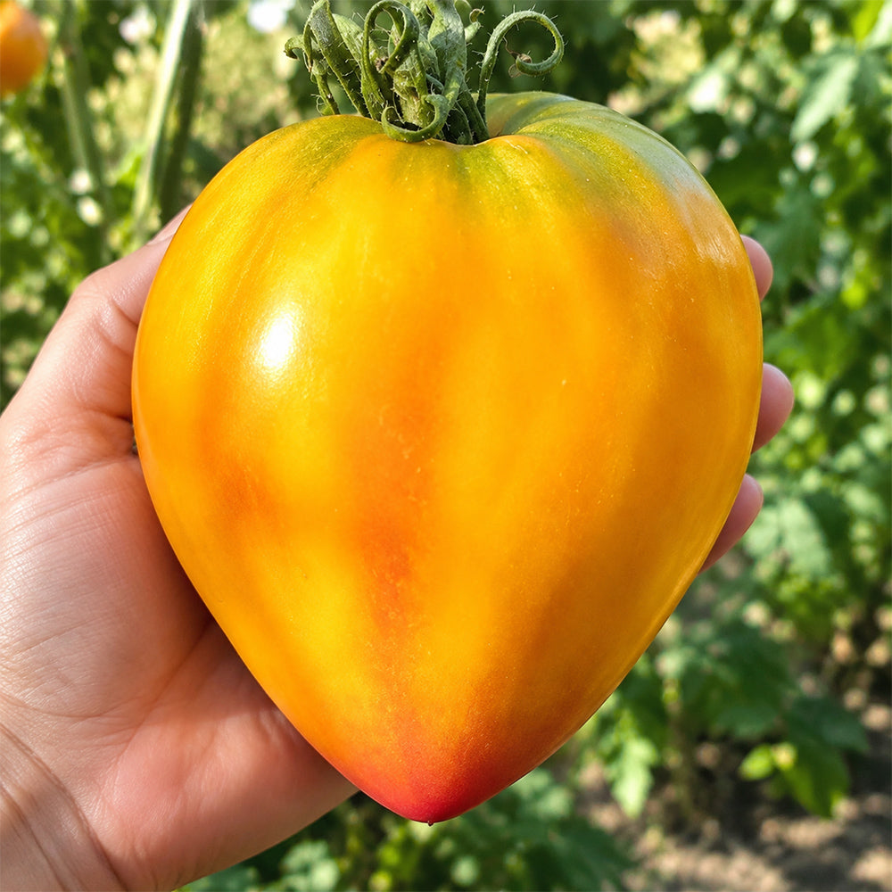 343 Midnight Sun Tomato