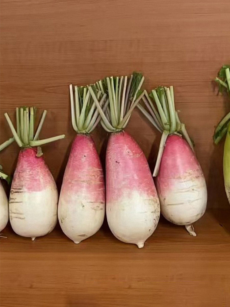 Sweet Pear' Radish (Raphanus sativus)