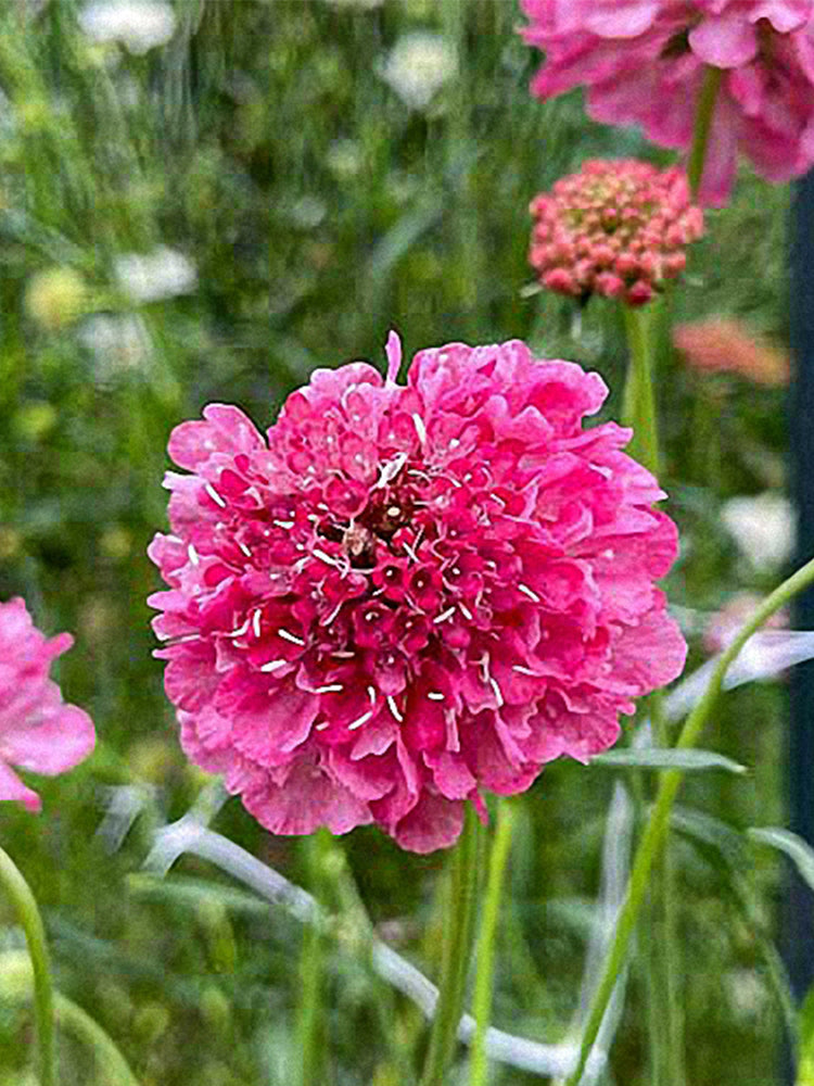 Purple-red Pincushion Flower (Scabiosa atropurpurea)